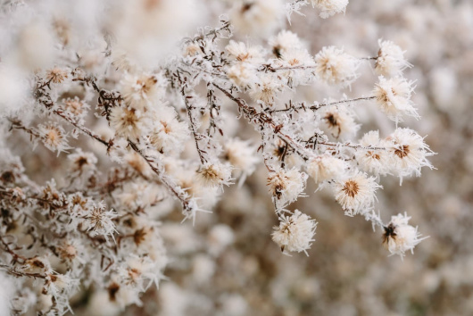 Támogatást kapnak a 2025-ös tavaszi fagykárok által érintett gyümölcstermelők